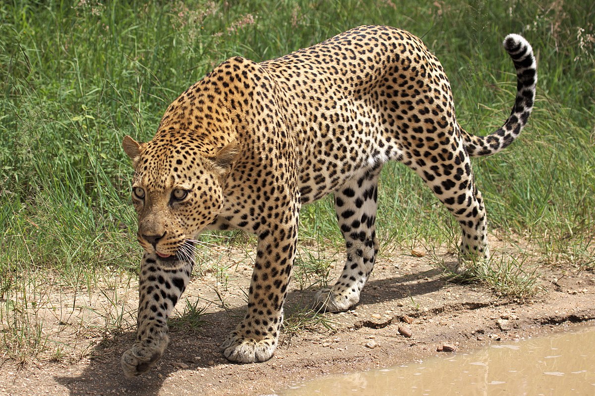 African leopard in the wild