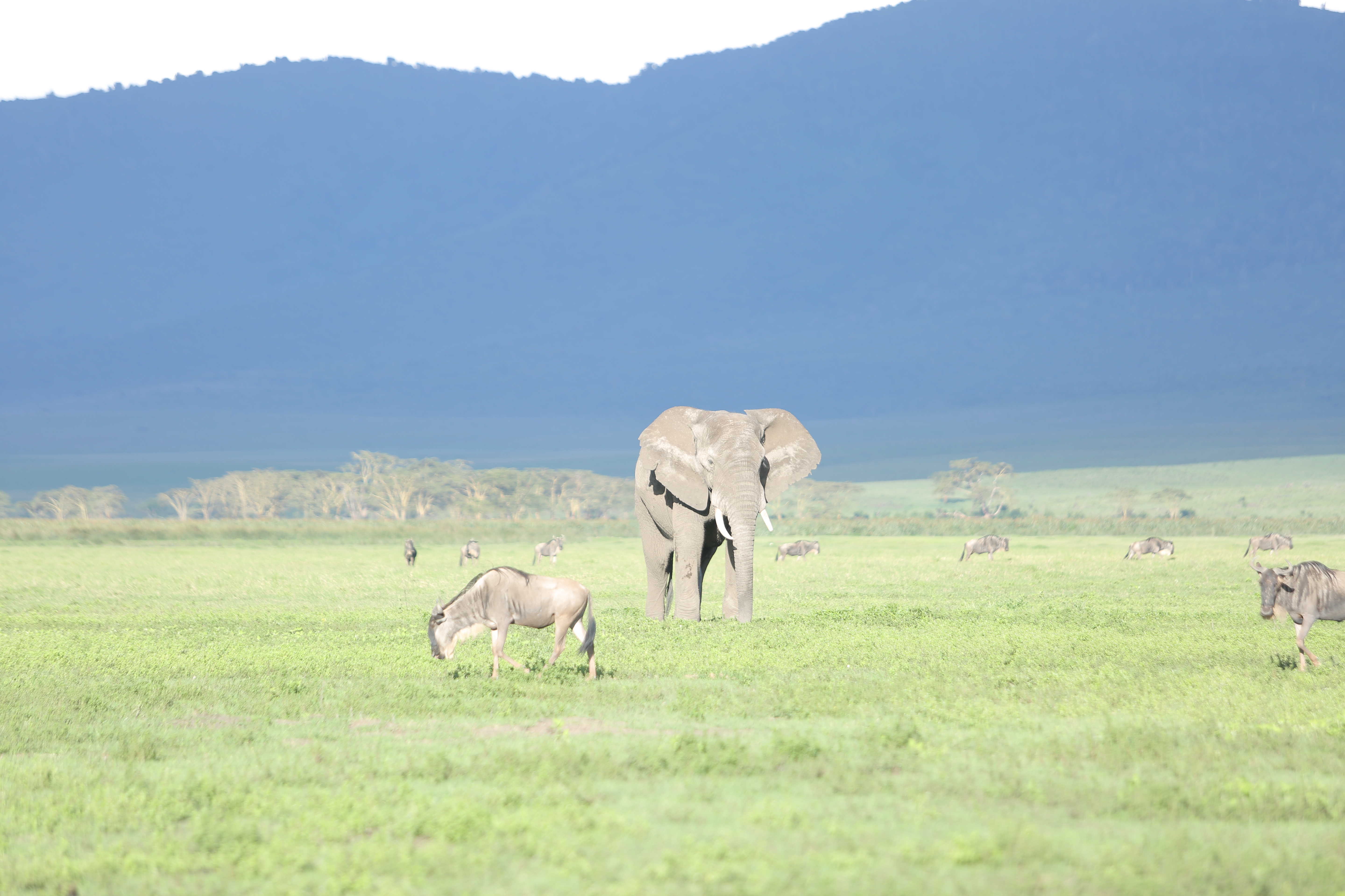 Tanzania safari landscape