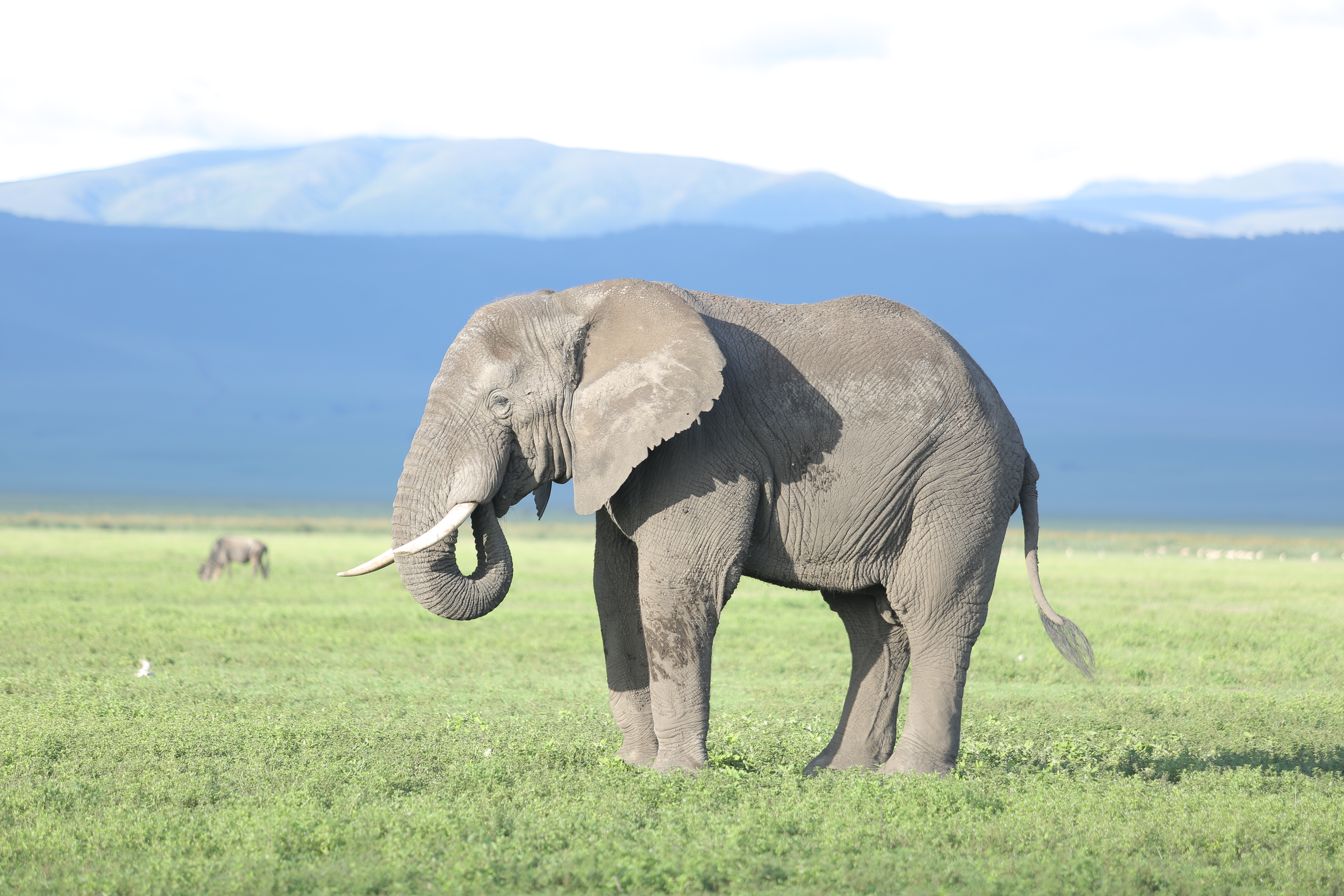 Safari wildlife experience