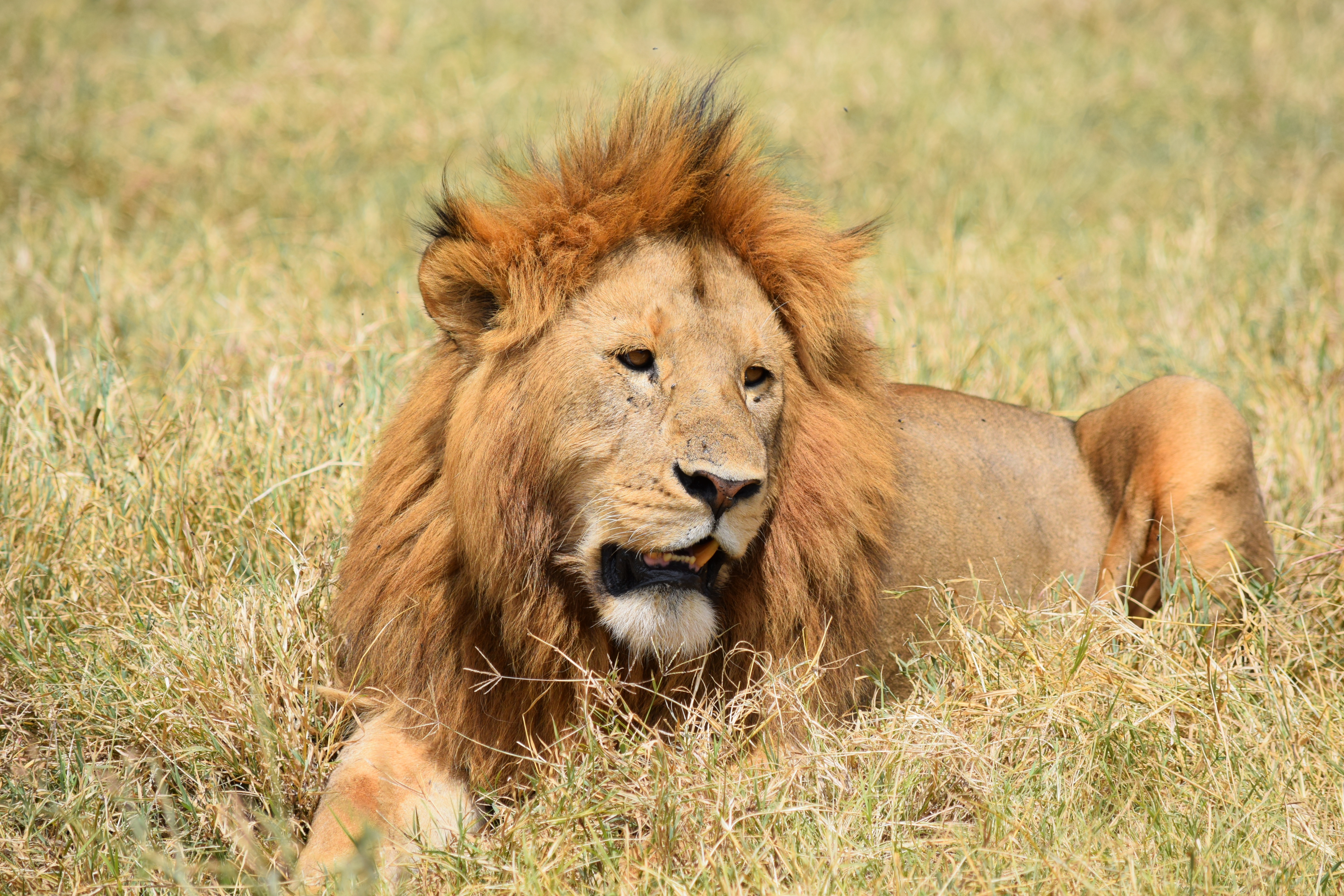 Safari expedition in Tanzania