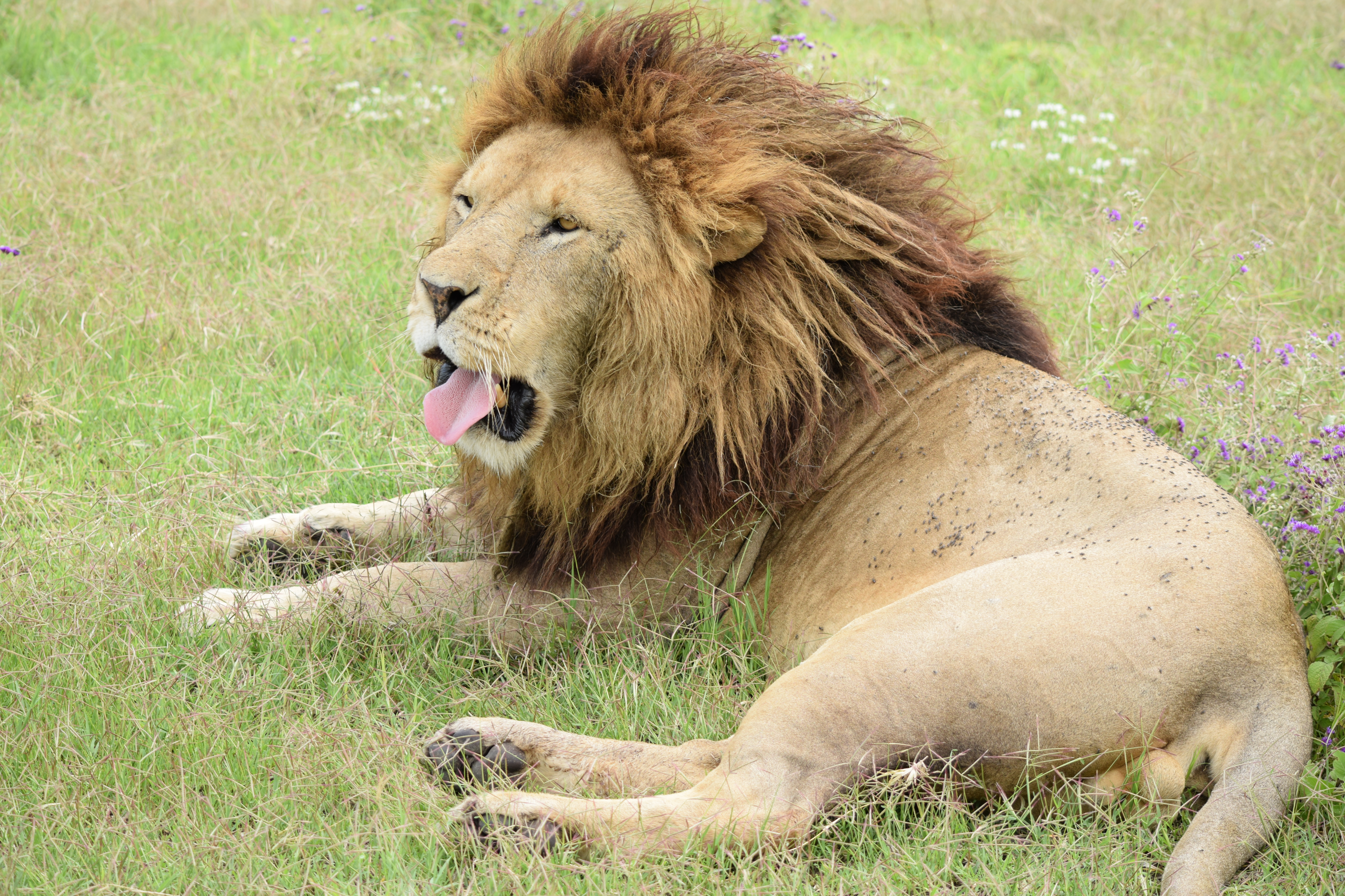 African wildlife on safari